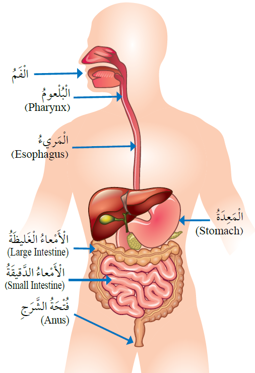 الجهاز الهضمي في الإنسان